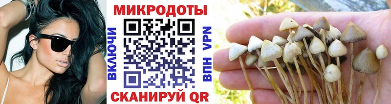 мега как зайти купить Клинцы Псилоцибиновые грибы Psilocybine cubensis